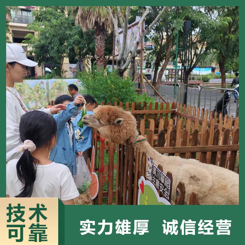 價(jià)格實(shí)惠的矮馬出租廠家