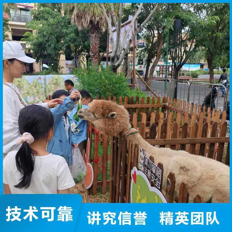 小矮馬廠家-質(zhì)量保證