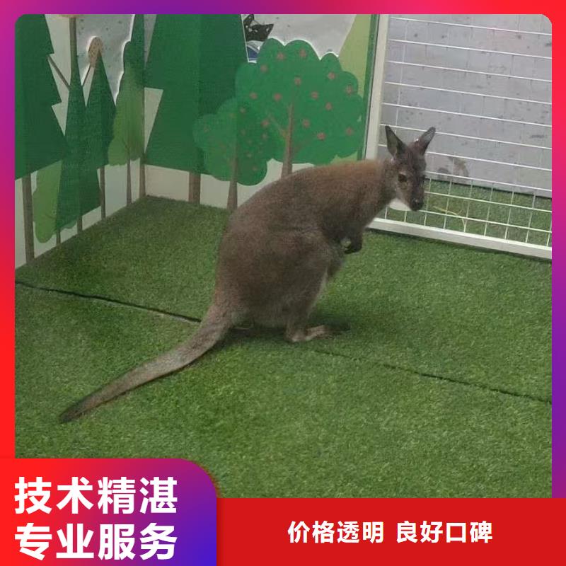 生產(chǎn)小矮馬的基地