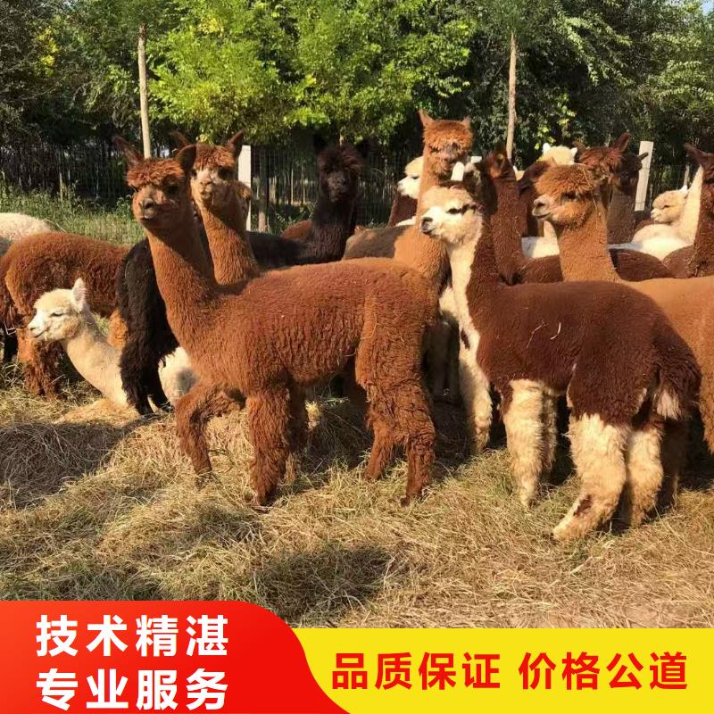 景區(qū)活動(dòng)-質(zhì)量可靠