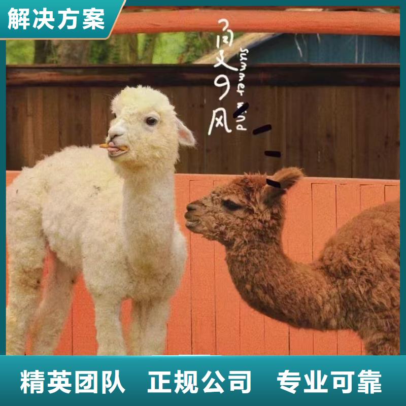 矮馬出租如何購(gòu)買(mǎi)