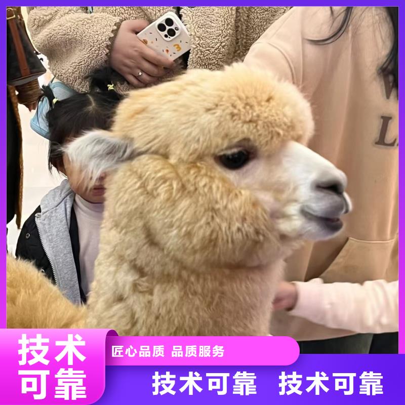 羊駝出租現(xiàn)貨促銷