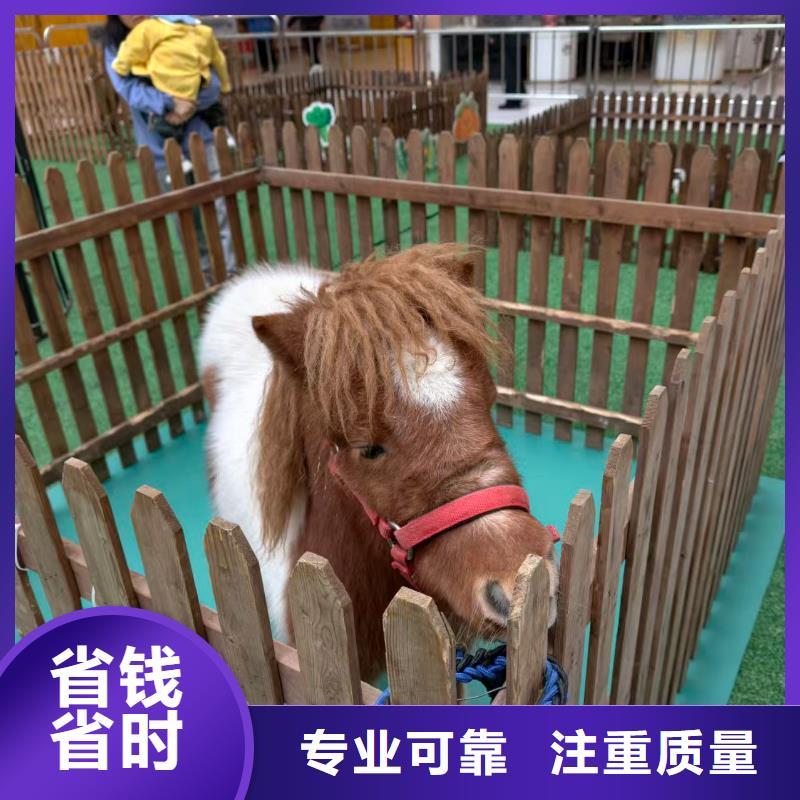 矮馬出租如何購(gòu)買(mǎi)