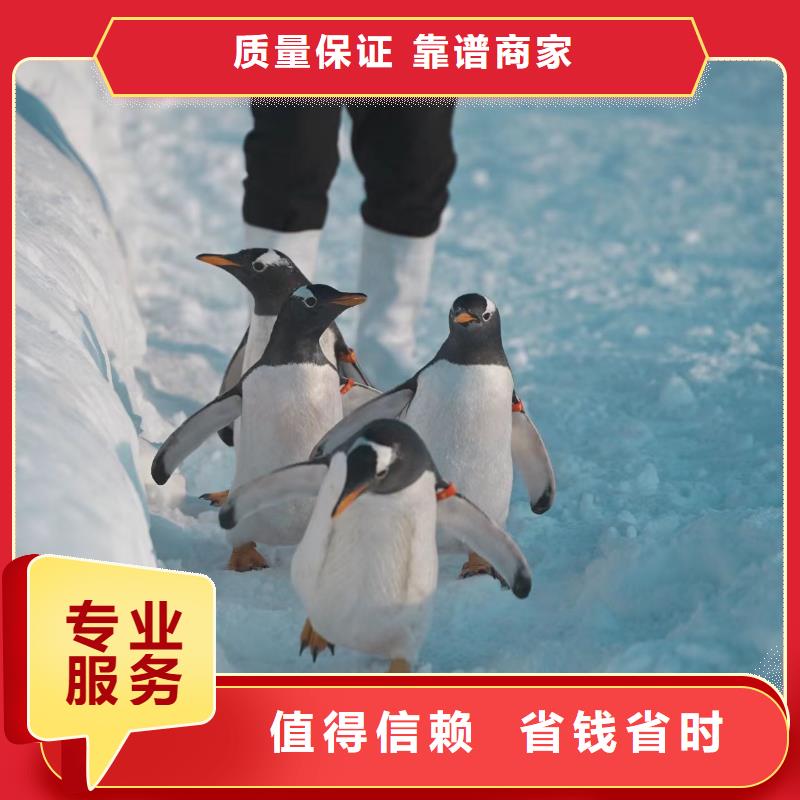 帝企鵝 全網(wǎng)低價