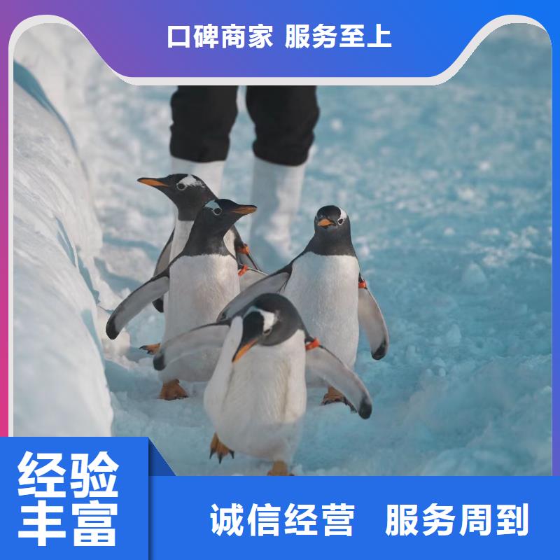 巴布亞企鵝品牌:兮洋動物展覽有限公司