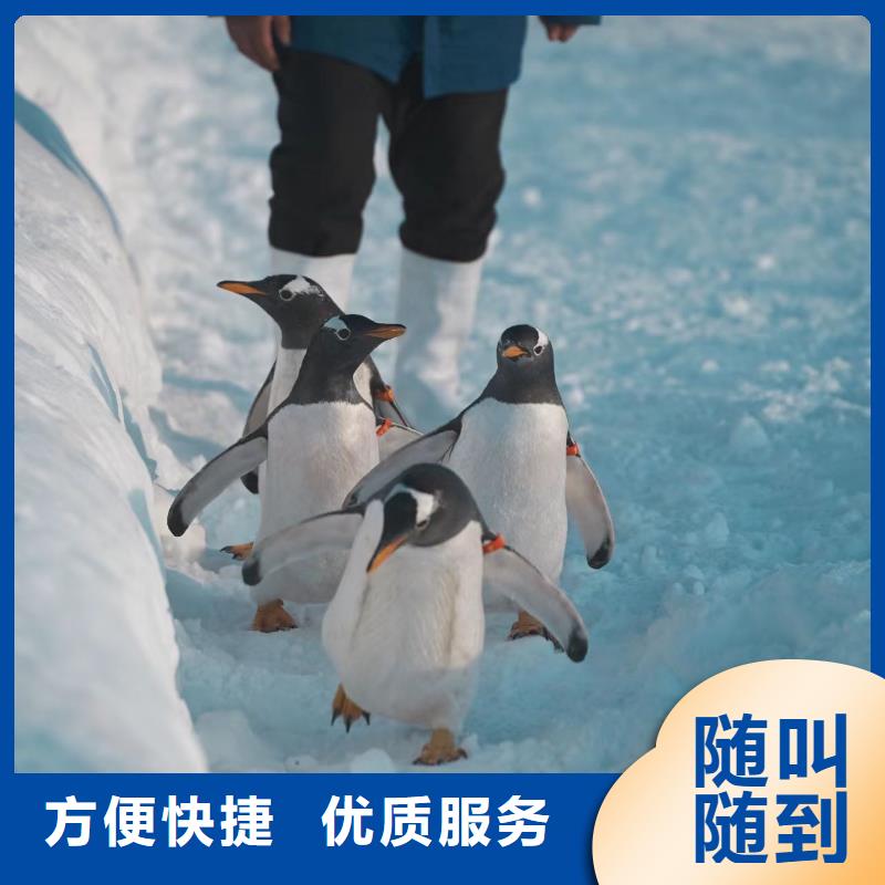 質(zhì)優(yōu)價廉的企鵝出租基地