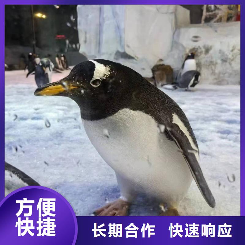 定制帽帶企鵝_生產(chǎn)廠家