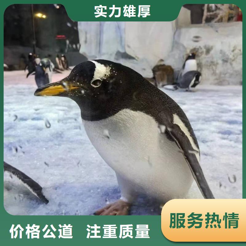 企鵝出租-高質(zhì)量企鵝出租