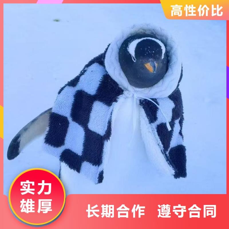 企鵝出租-高質(zhì)量企鵝出租