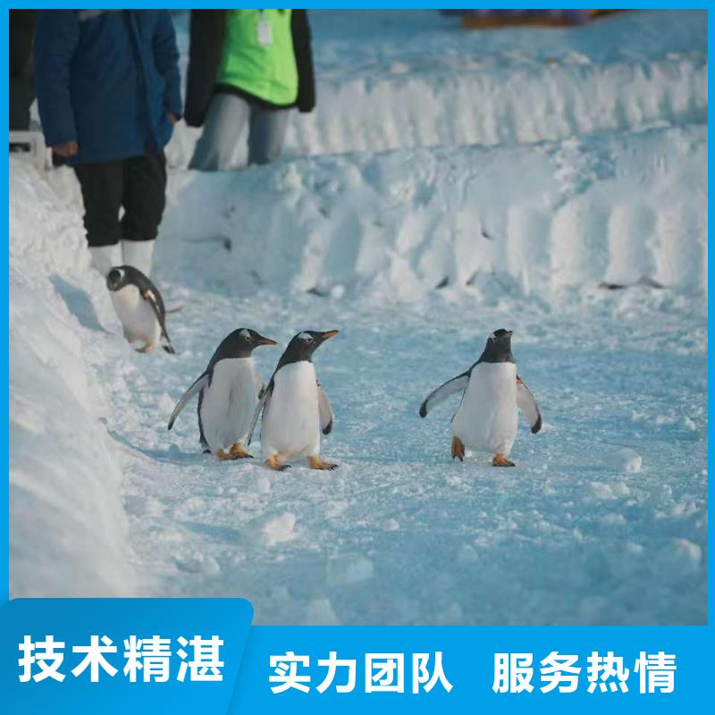 企鵝出租廠家-價(jià)格合理