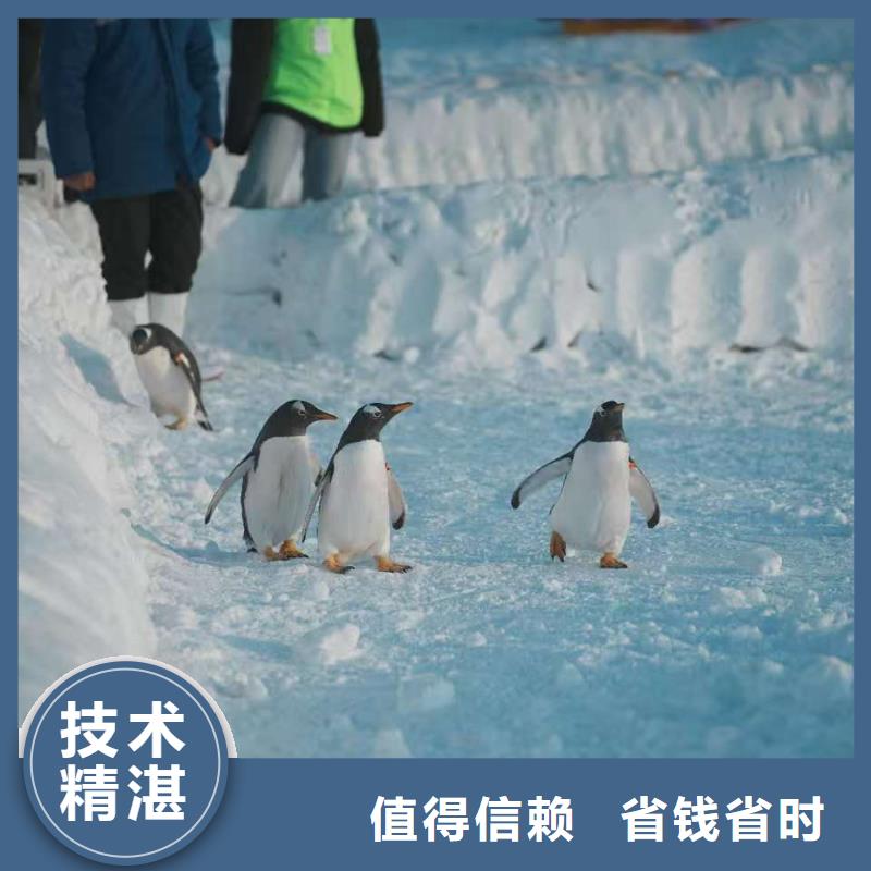 優(yōu)選帝企鵝