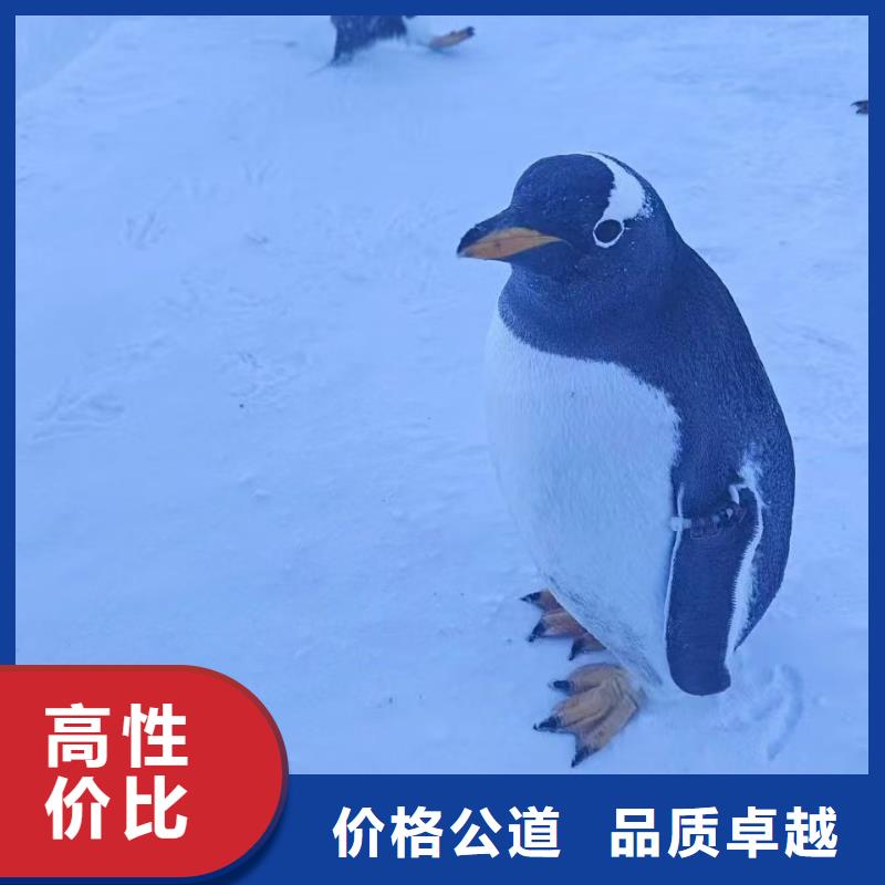 質(zhì)優(yōu)價廉的企鵝出租基地