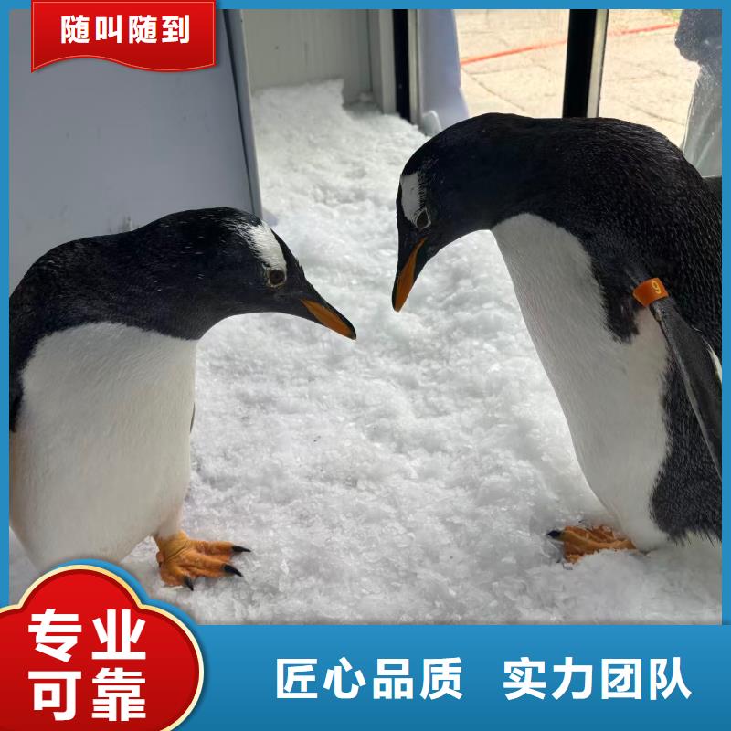 企鵝展覽-質(zhì)量可靠