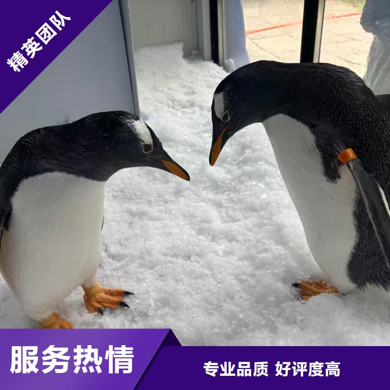 企鵝展覽出租批發(fā)廠家