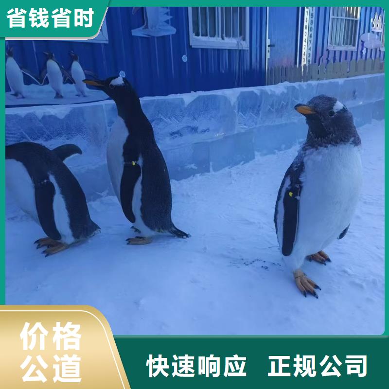 生產(chǎn)帽帶企鵝的當?shù)貜S家