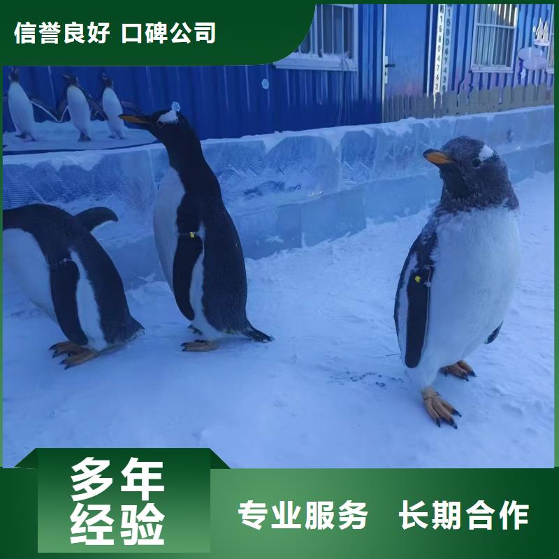 企鵝出租生產(chǎn)流程