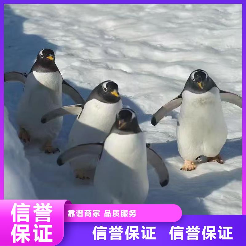 企鵝出租發(fā)貨及時