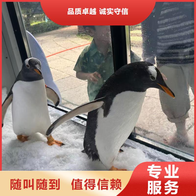 巴布亞企鵝咨詢