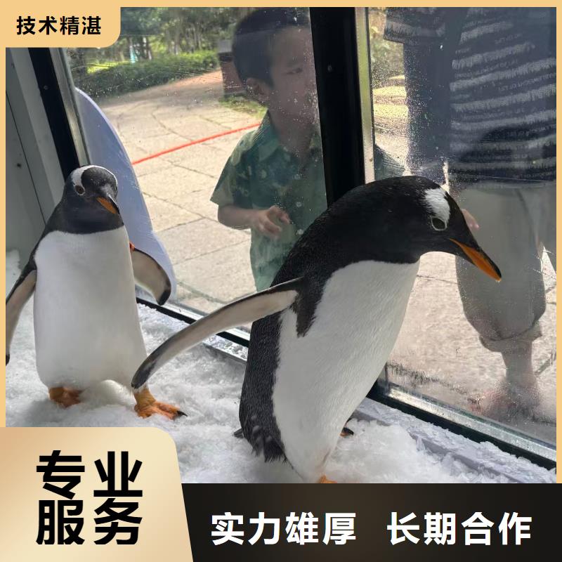 在本地買企鵝租賃更實惠