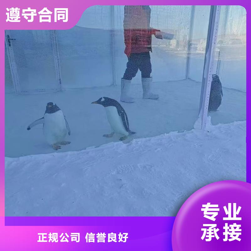 巴布亞企鵝咨詢