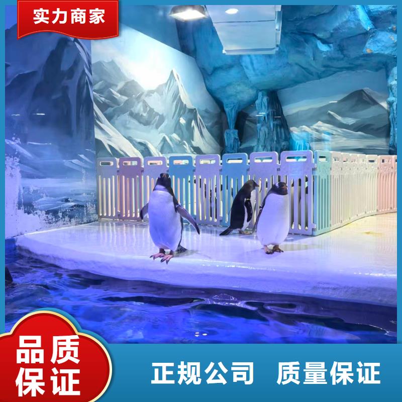 企鵝出租廠家量身定制