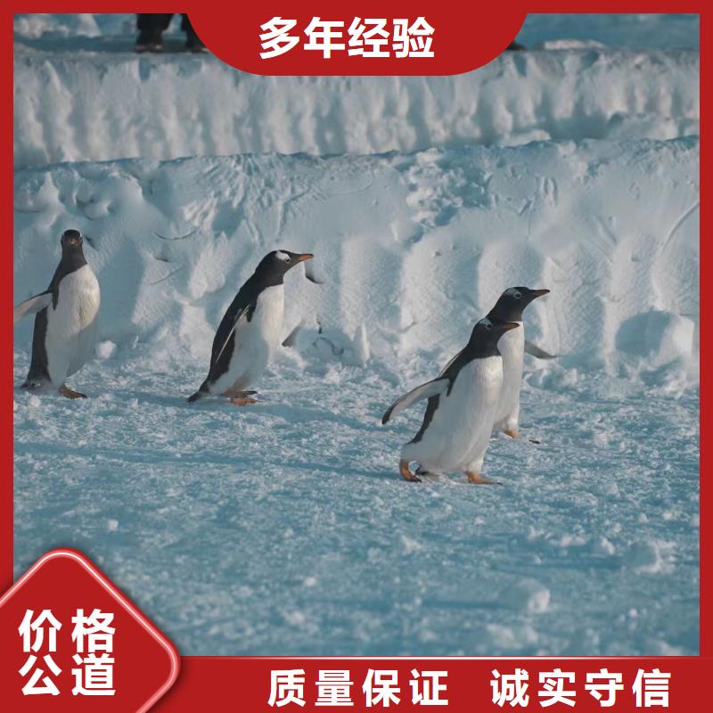 生產(chǎn)帽帶企鵝的當?shù)貜S家