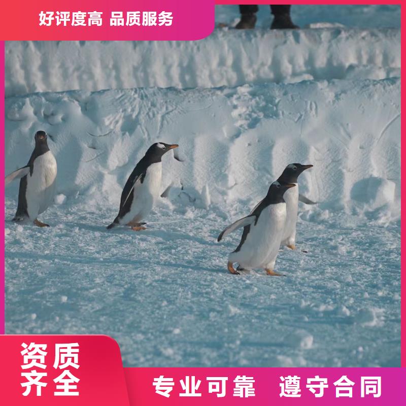 定制帽帶企鵝_生產(chǎn)廠家