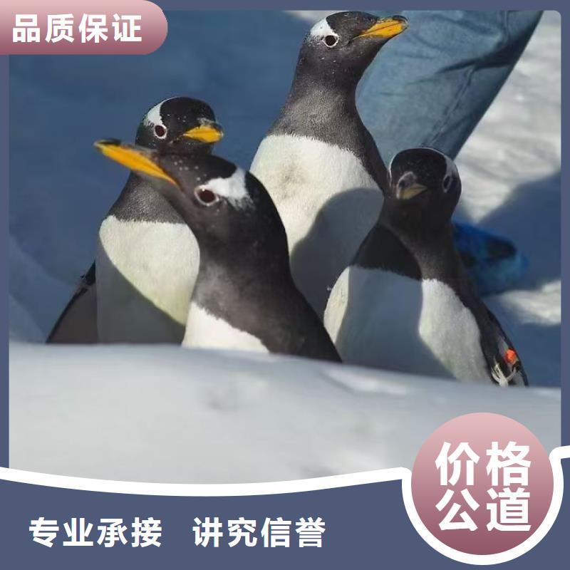 企鵝出租發(fā)貨及時