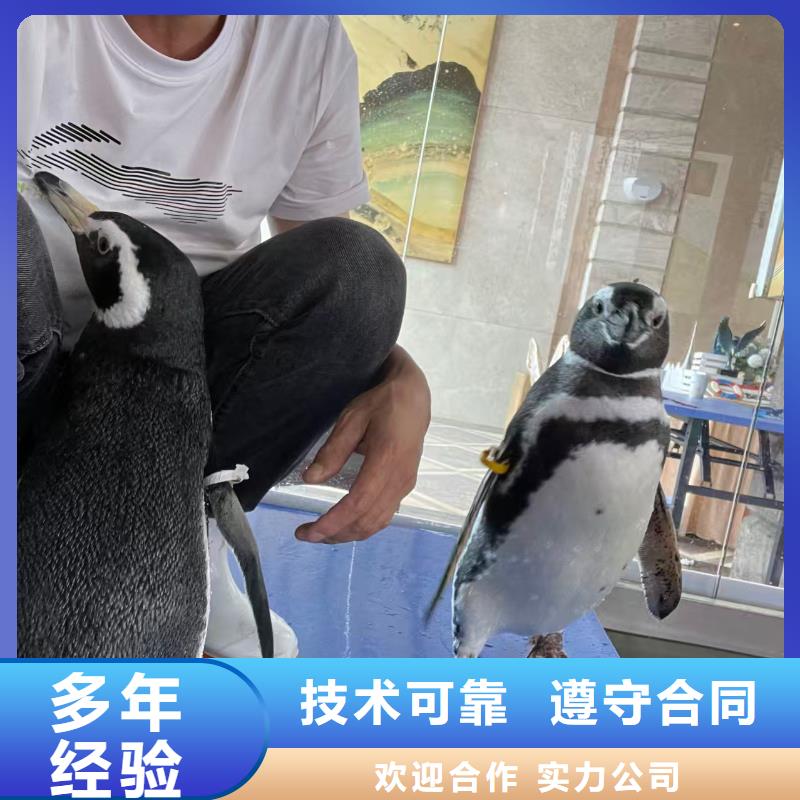 口碑好的景區(qū)活動(dòng)廠家