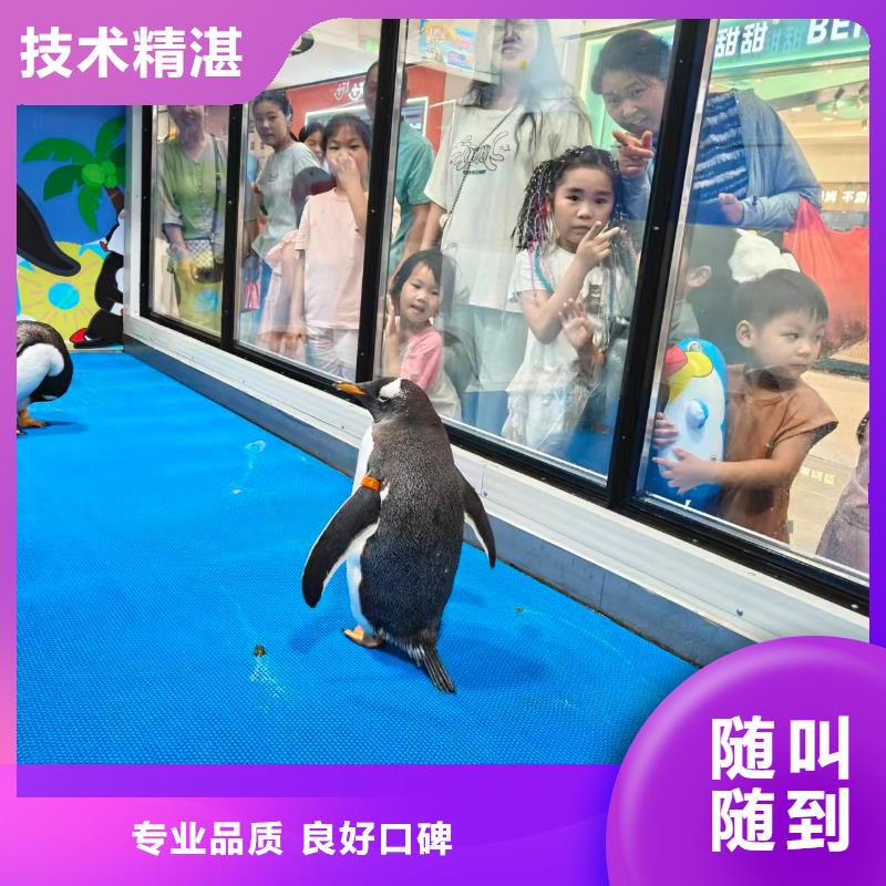 優(yōu)選帝企鵝