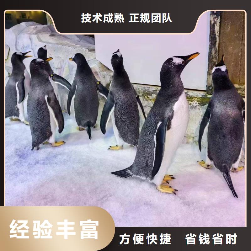 定制帽帶企鵝_生產(chǎn)廠家