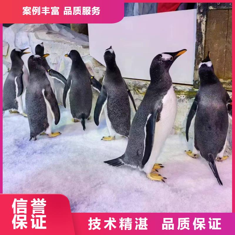 企鵝出租廠家量身定制