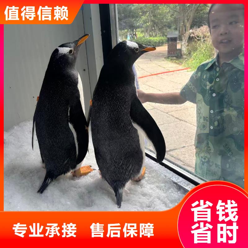 #企鵝出租#-價格實惠