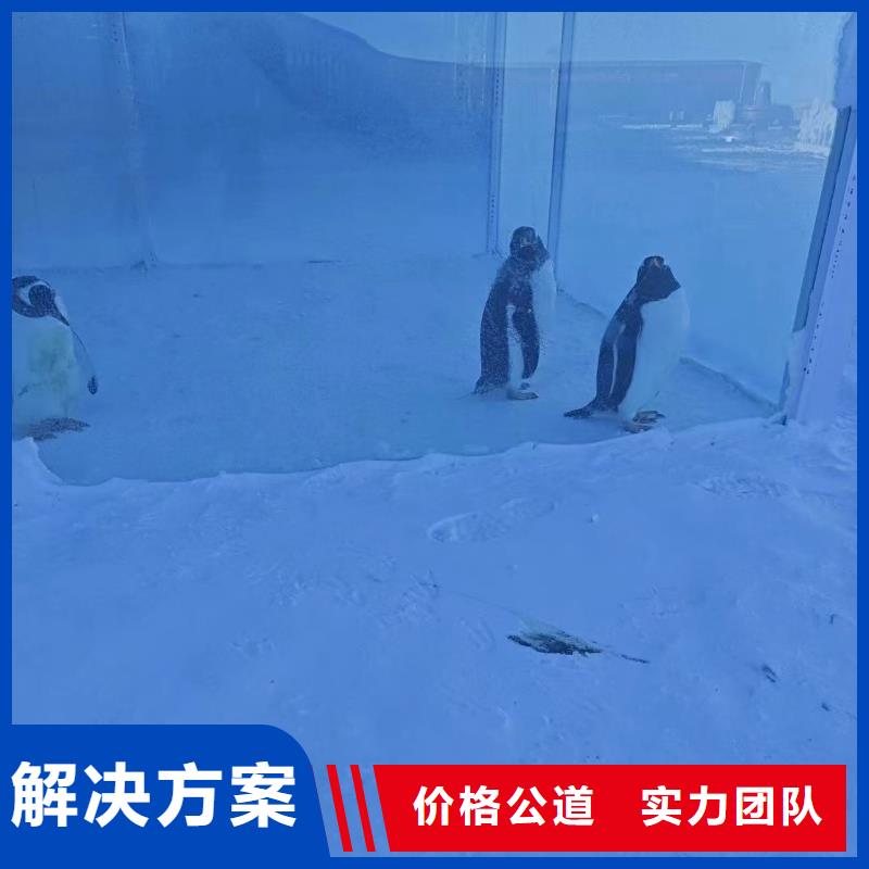 供應(yīng)企鵝展覽廠家