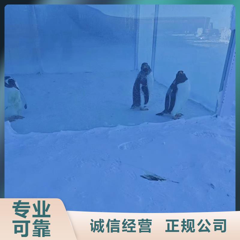 企鵝出租廠家量身定制