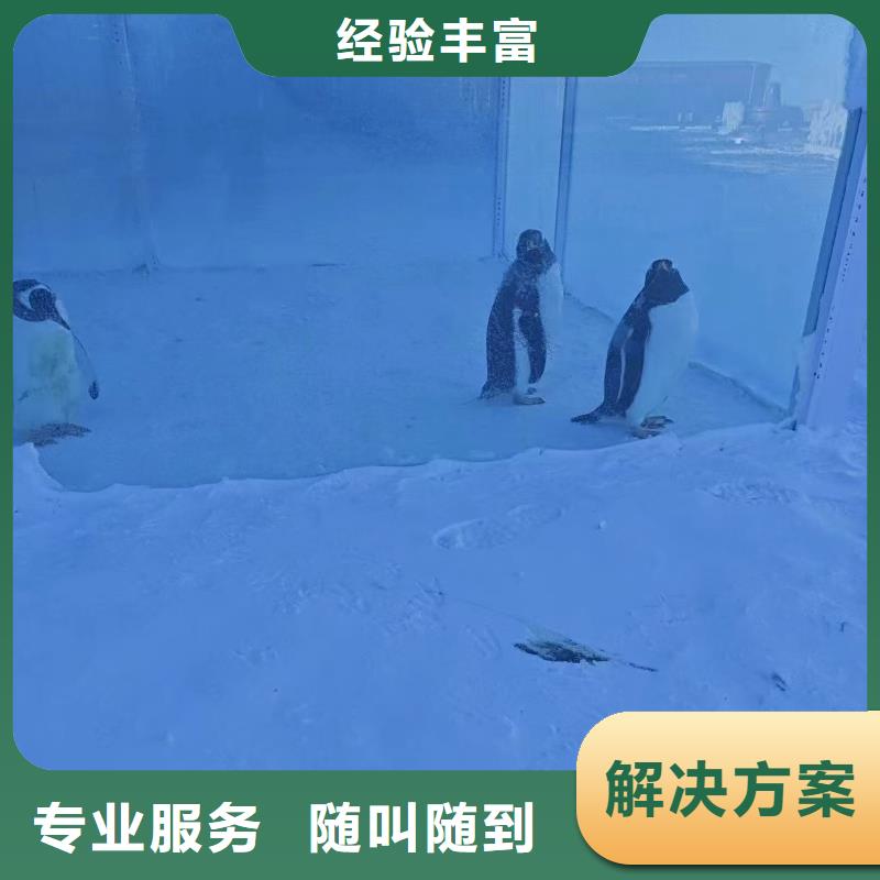 企鵝出租廠家-價(jià)格合理