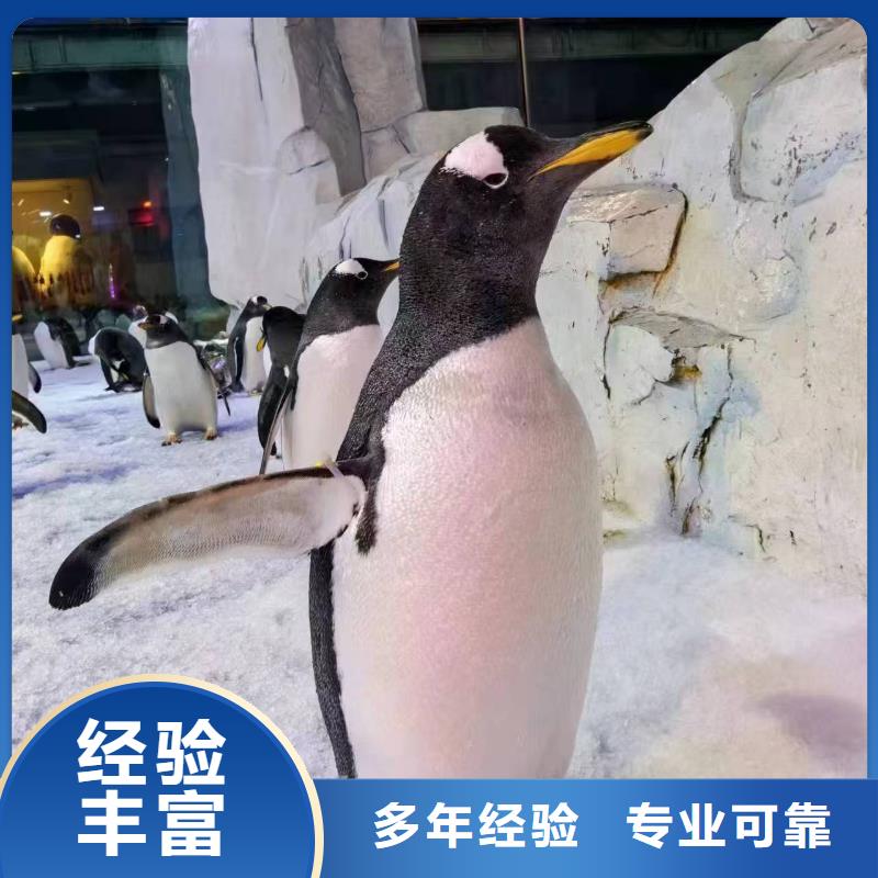 企鵝出租-高質(zhì)量企鵝出租