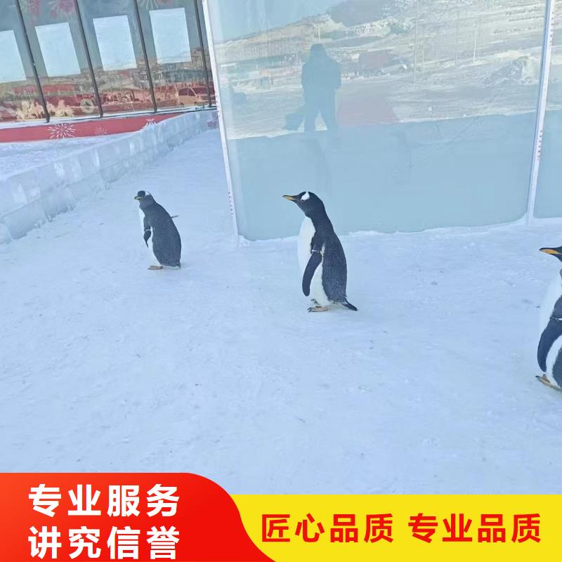 企鵝出租-高質(zhì)量企鵝出租