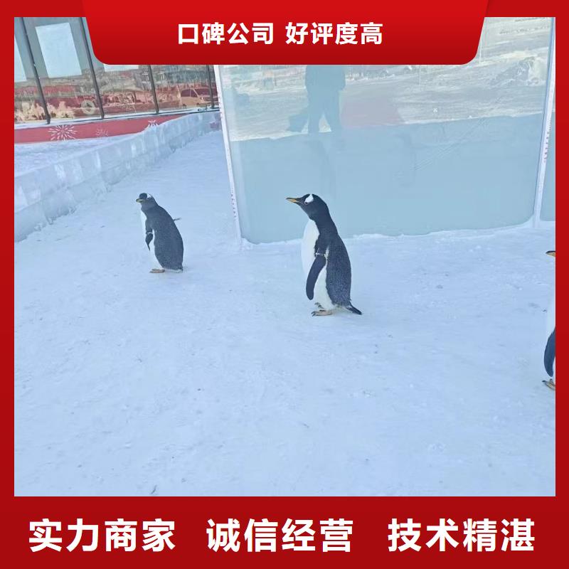 巴布亞企鵝咨詢