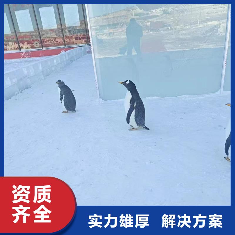 企鵝展覽出租批發(fā)廠家