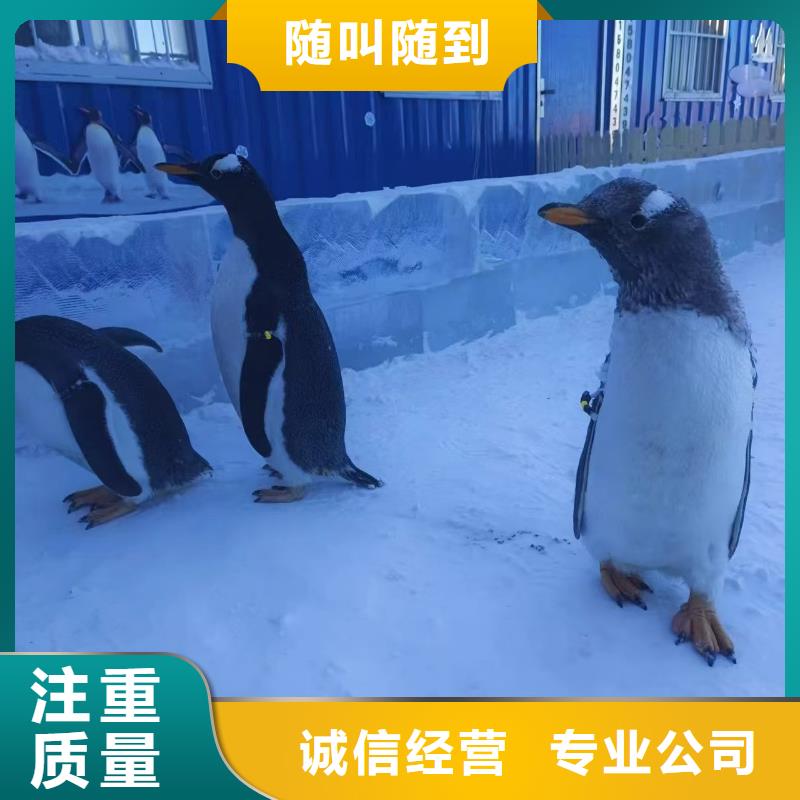 企鵝展覽出租批發(fā)廠家