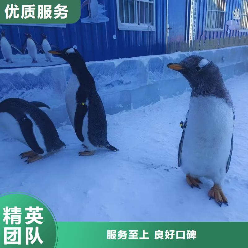 企鵝出租廠家量身定制