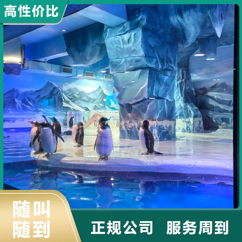 企鵝展覽現(xiàn)貨批發(fā)價(jià)格