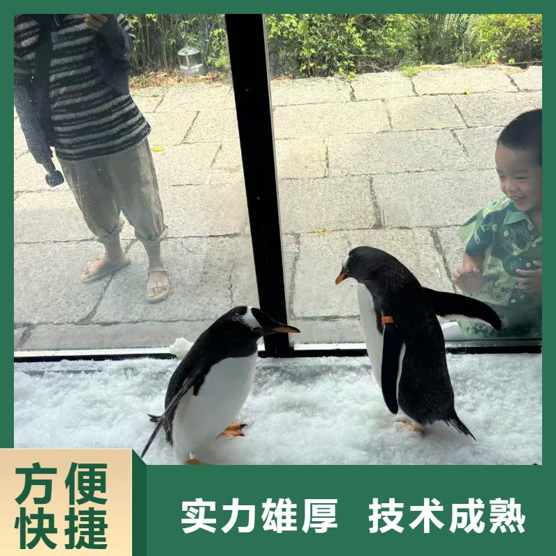 企鵝出租發(fā)貨及時