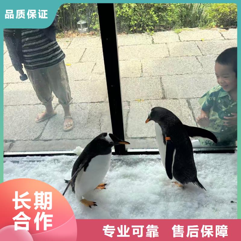 企鵝租賃制造商