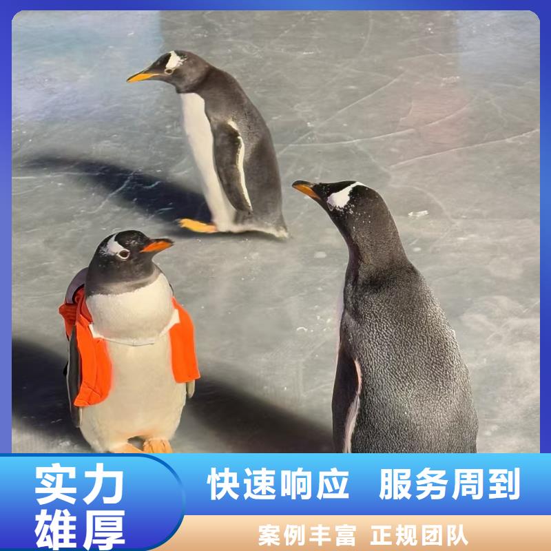 優(yōu)選帝企鵝