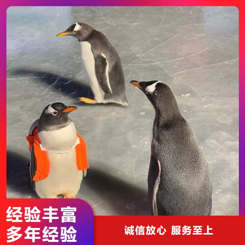 靠譜的企鵝展經(jīng)銷商