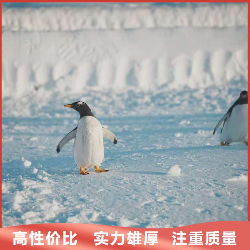 企鵝出租廠家量身定制