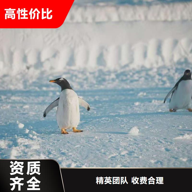 企鵝出租品牌廠家價格優(yōu)惠