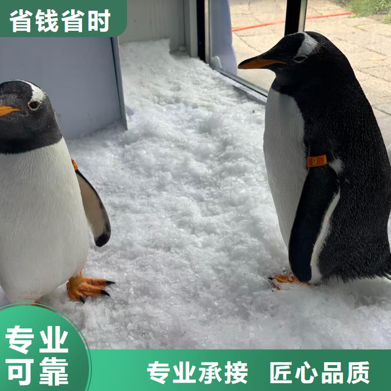 企鵝出租發(fā)貨及時